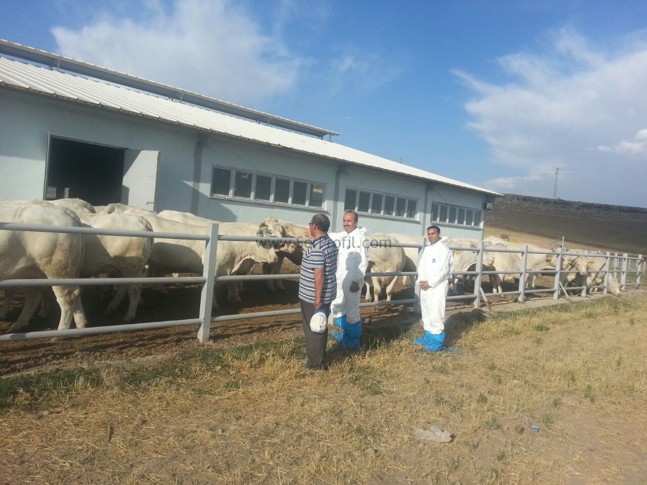 Büyükbaş Hayvan Barınakları Ahır Çiftlik Projeleri İnşaat Yapım Ekipman Fiyatları