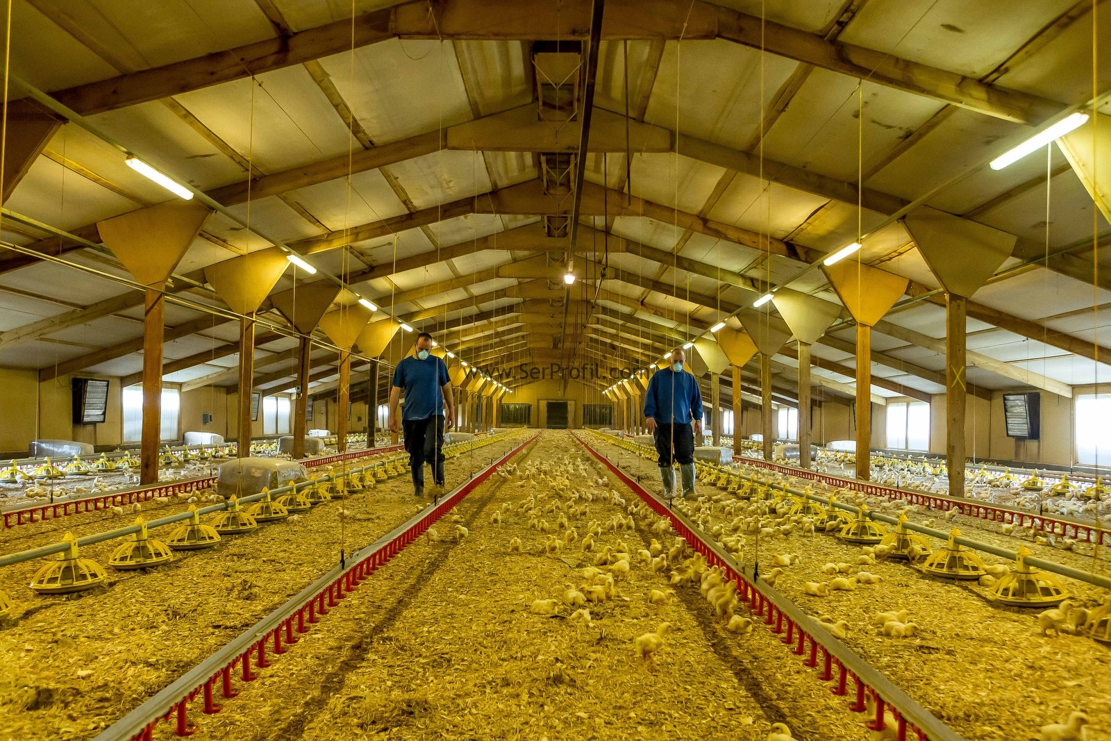 Prefabrik Tavuk Çiftliği Yapımı, Prefabrik Kümes Proje ve Fiyatları