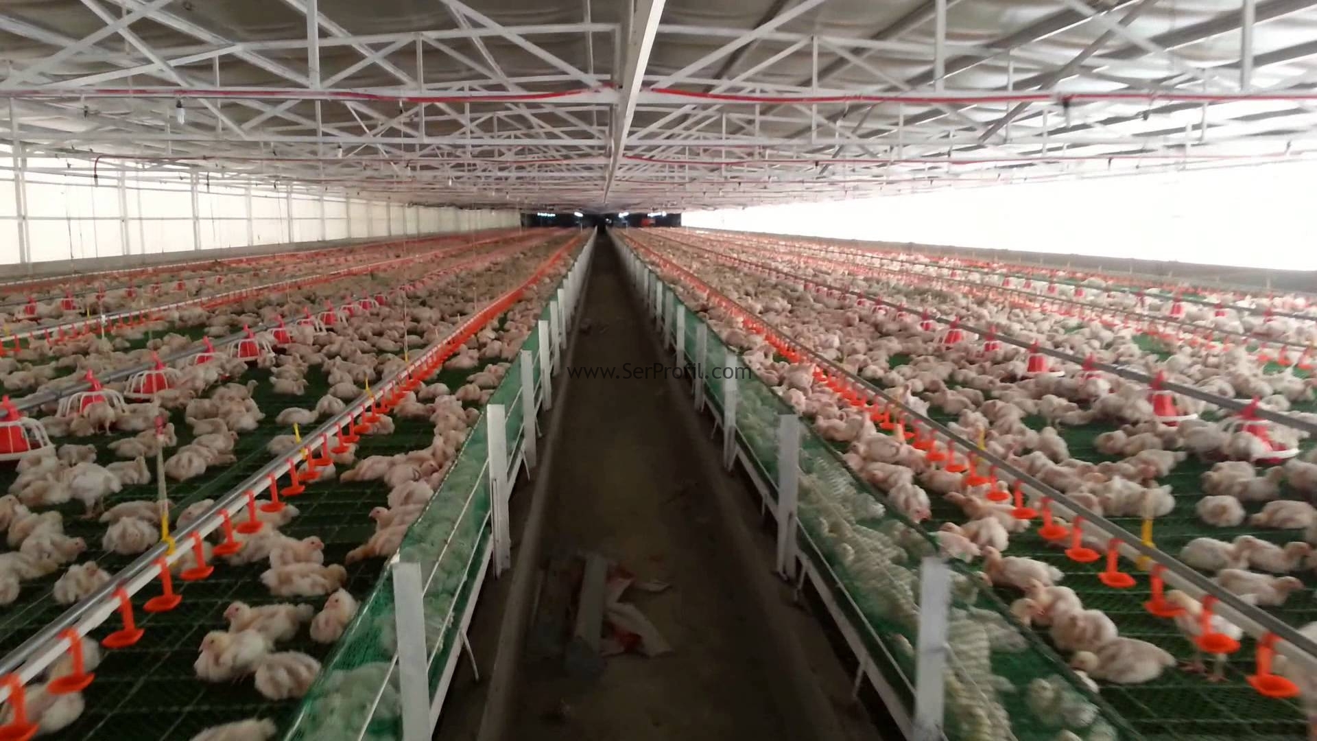 Anahtar Teslimi Tavuk Çiftliği Kümes Yapan Firmalar Fiyatları