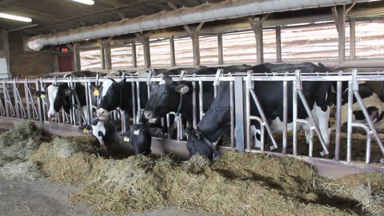 Büyükbaş Hayvan Ahır Ölçüleri İşletme Tesis Projeleri Yapım Fiyatları