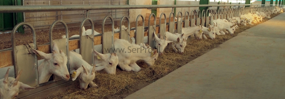 Keçi Ahırları, Ahır Proje, Saanen Keçisi Yetiştiriciliği Anahtar Teslim Çiftlik