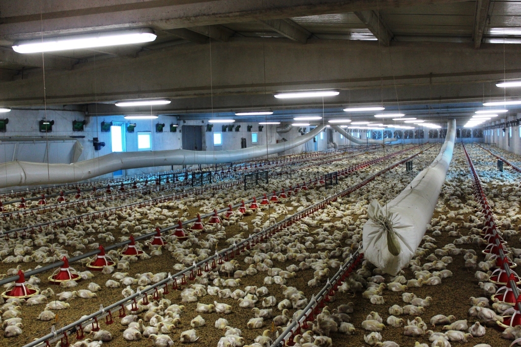 Hazır Broiler (Etlik) ve Yumurta Tavukçuluğu Tavuk Kümesi Çiftlik Projeleri Yapım Fiyatları