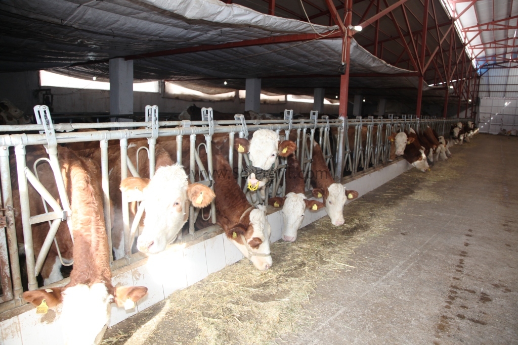 Büyükbaş Hayvancılık Çiftlik Ahır Projeleri Örnekleri Maliyetleri Fiyatları 2026