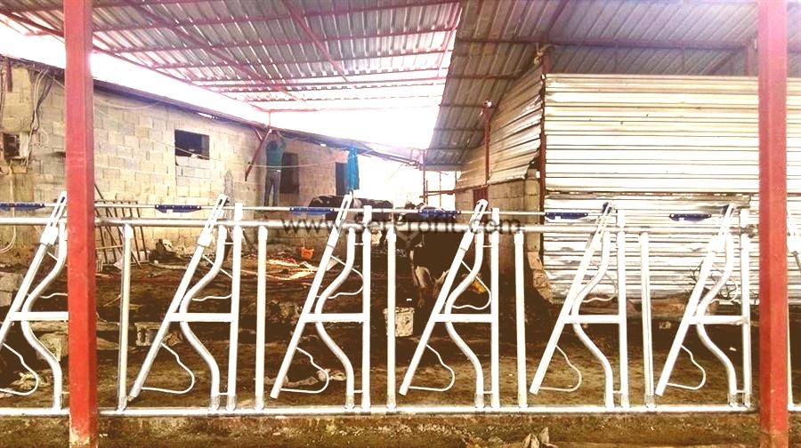 Büyükbaş Besi Hayvan Yetiştiriciliği Yaparak Para Kazanmak Ahır Çiftlik Fiyatları