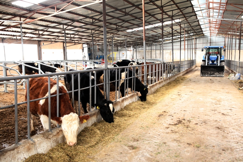 50 Başlık Süt İnekçiliği Projesi Maliyeti, 100 Başlık Süt Sığırcılığı Projesi Fiyatları
