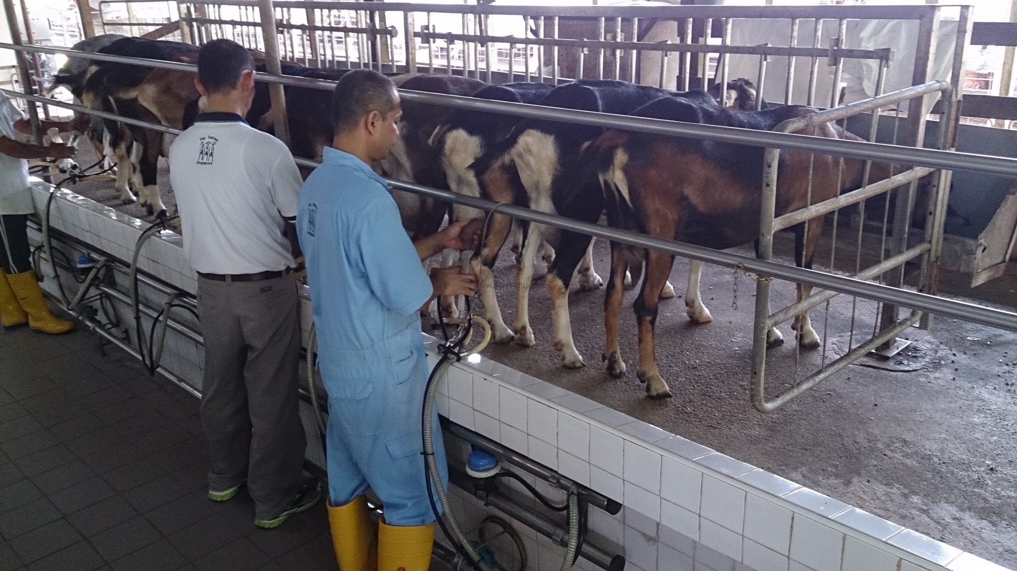 Basit Ve Modern Besihane Süt ve Besi Ahır Planları Örnek Projeleri
