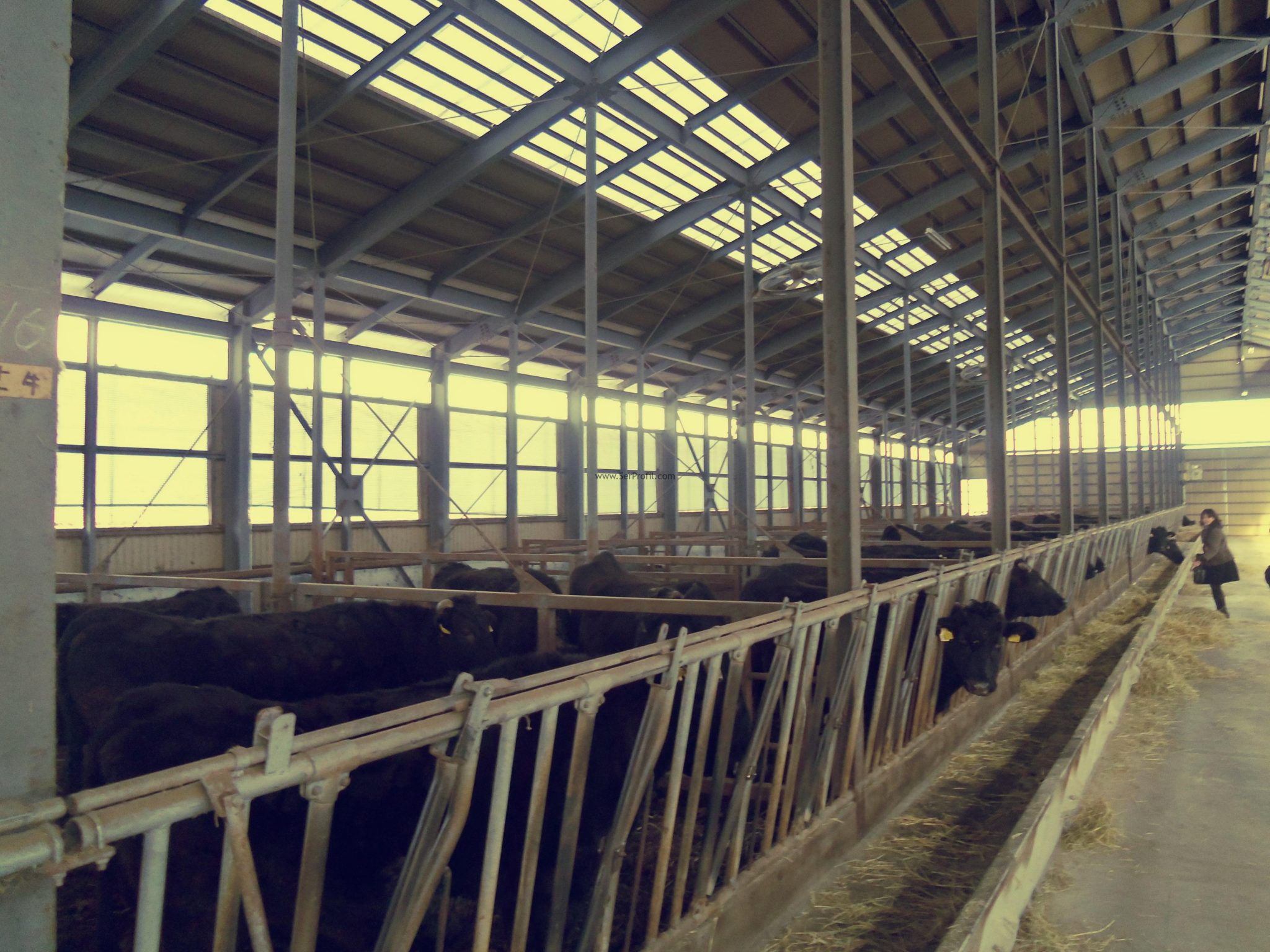 2026 Prefabrik Ahır Modelleri, Hazır Çelik Prefabrik Ahır Fiyatları