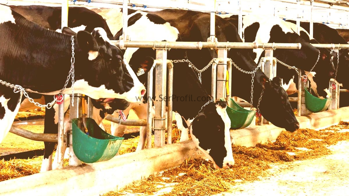 Besi Çiftliği Kurma Maliyeti 2026, Hibeli Büyükbaş Hayvan Çiftliği Kurmak İstiyorum