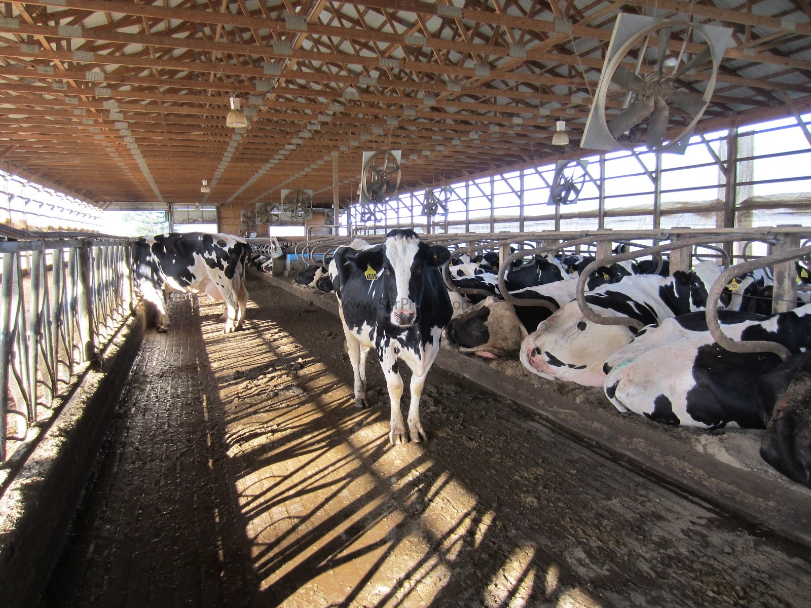 50 Büyükbaş Hayvan Ahırı Çiftlik Projeleri ve İnşaat Yapım Maliyeti 2026