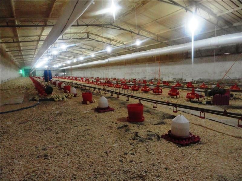 Prefabrik Tavuk Çiftliği Maliyeti, Prefabrik ÇELİK Tavuk Çiftliği Projeleri Fiyatları