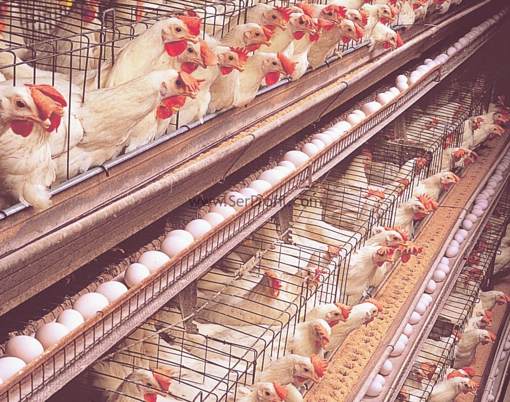 Tavuk Çiftliği ve Ekipmanları Projesi, Etlik Broiler Yumurta Tavuk Çiftliği Maliyeti