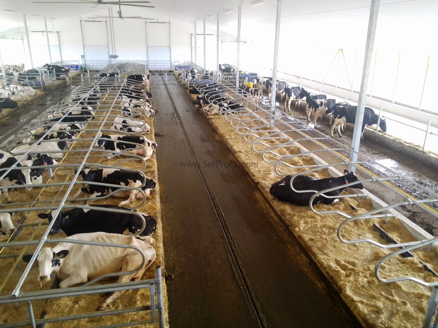 50 - 100 - 200 - 500 Büyükbaş Hayvan Ahırı Çiftlik İnşaat Proje Maliyeti Fiyatları