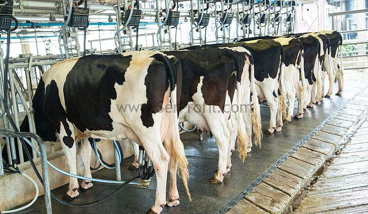 Büyükbaş Besi Süt Çiftliği Ahır Kurulum Maliyeti Fiyatları 2026