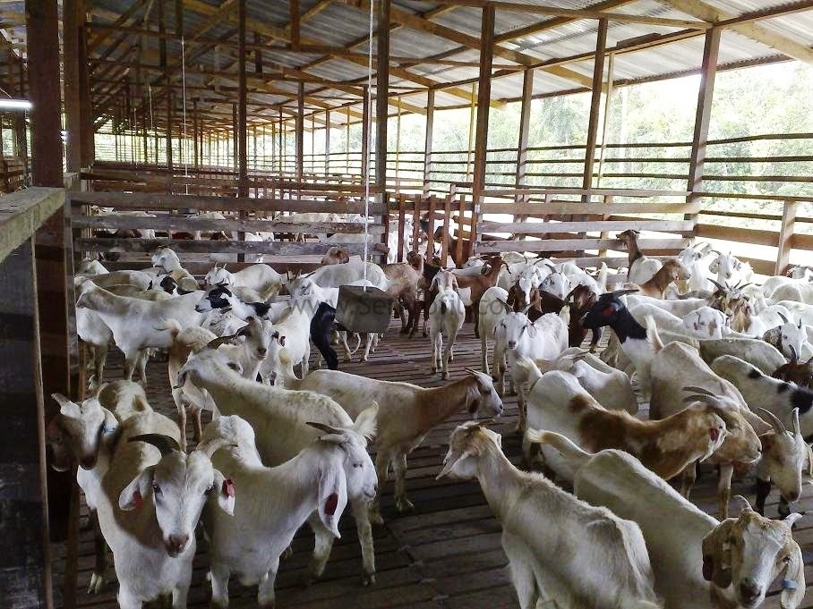Saanen Keçi Romanov Koyun Yetiştiriciliği Devlet Desteği Hibeleri Ağıl Çiftlik Fiyatları 2026
