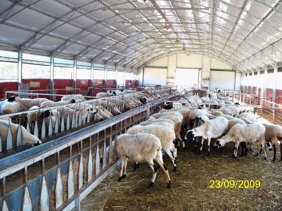 İdeal Modern Koyun Barınakları Tipleri Modelleri Maliyeti Anahtar Teslim Fiyatları