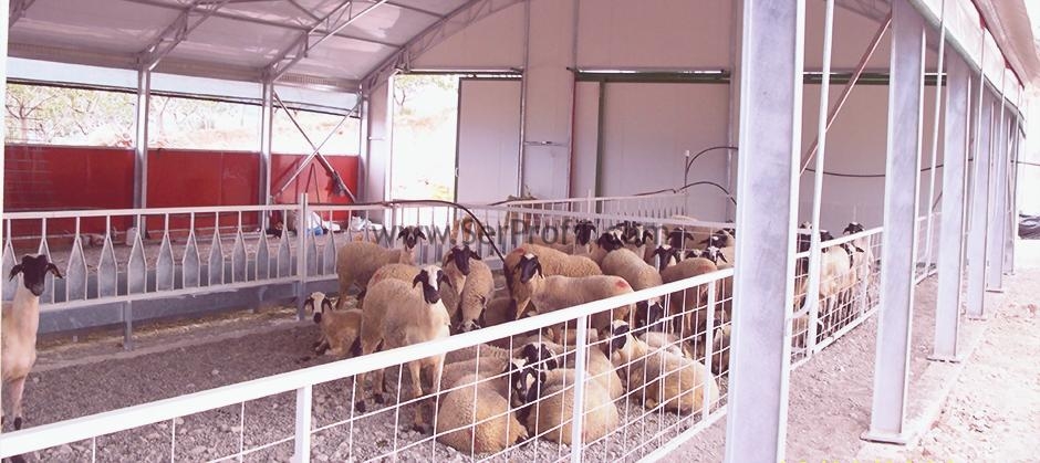 Koyun Ağılı Resmi, Modern Koyun Barınakları Çadır Prefabrik Çelik Sistemler