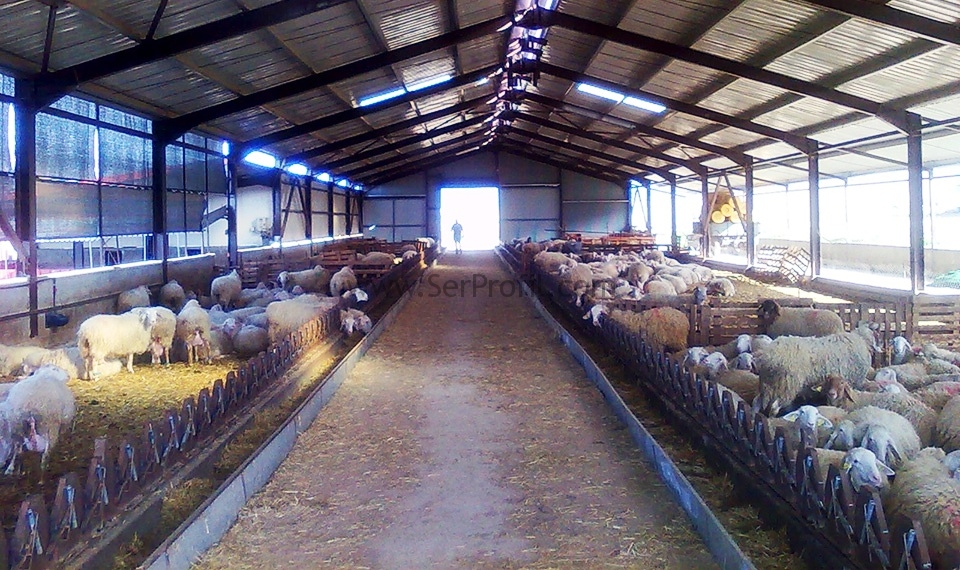 200 Başlık Besi Çiftliği Maliyeti, Besi Çiftliği Kurma Fiyatları 2026