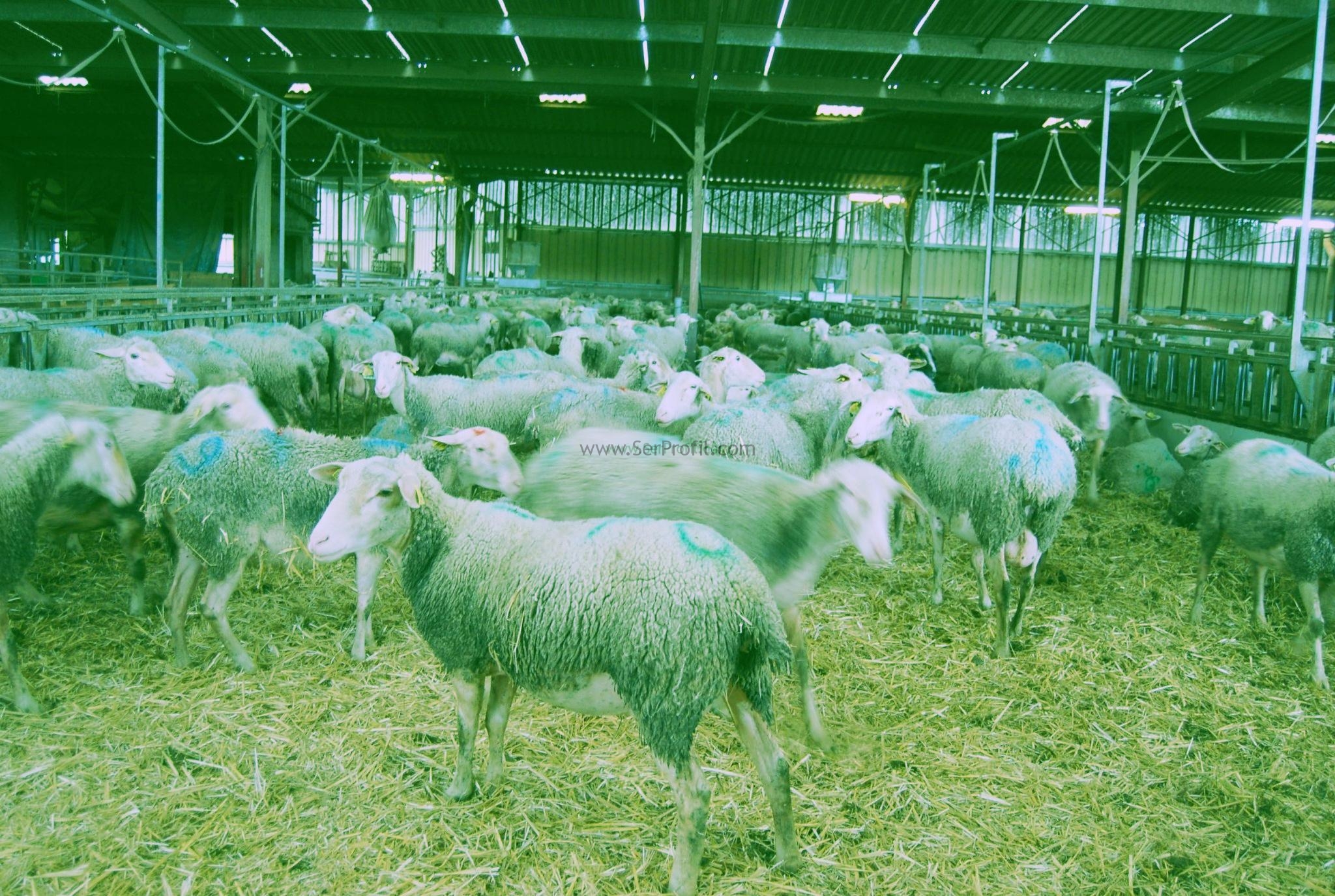 Keçi Ağılı Keçi Çiftliği Kurmak İstiyorum Proje ve Maliyetleri Nedir?