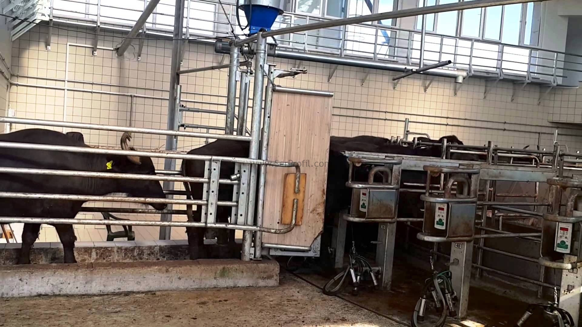 Mandıra İnek Çiftlik Kurmak İçin Devlet Desteği Ahır Fiyatları