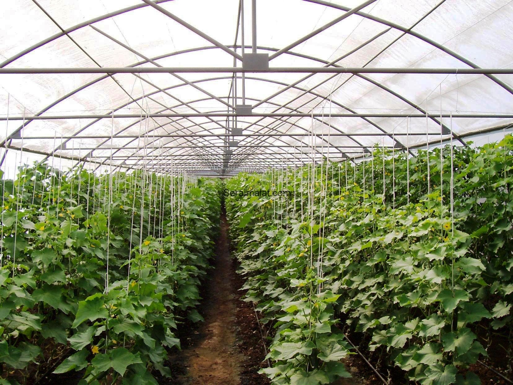 Seranın 1 Dönümü 1000 m2 Kaç Paraya Kurulur Fiyatları