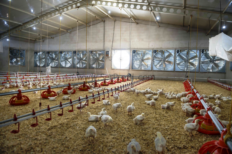 Prefabrik ÇELİK Anahtar Teslimi Tavuk Çiftliği Yapan Firmalar Ekipman Fiyatları