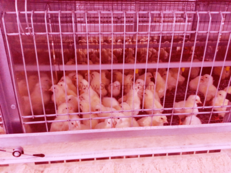 Broiler Tavuk Çiftliği Kurulum Maliyetleri Fiyatları ve Kazancı