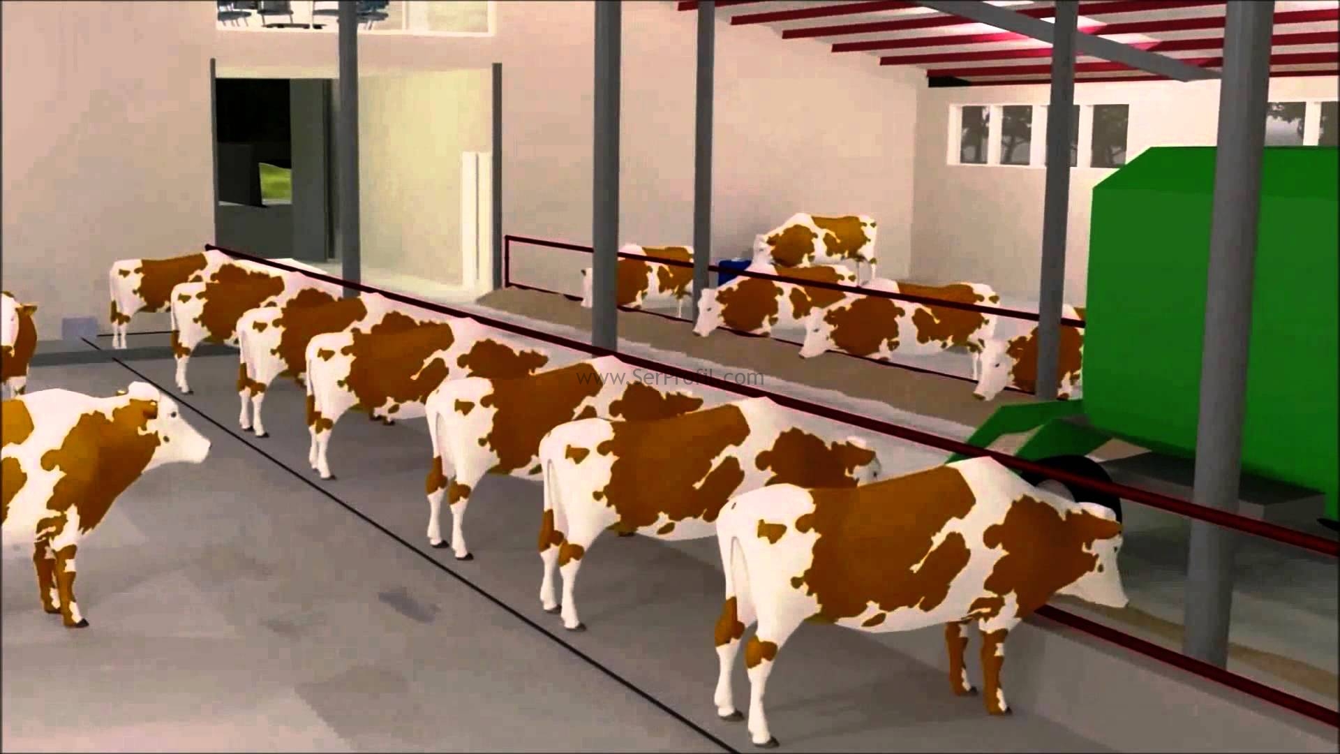 Besi Ahırı Yapımı, Besi Ahır Projeleri Maliyeti ve Fiyatları