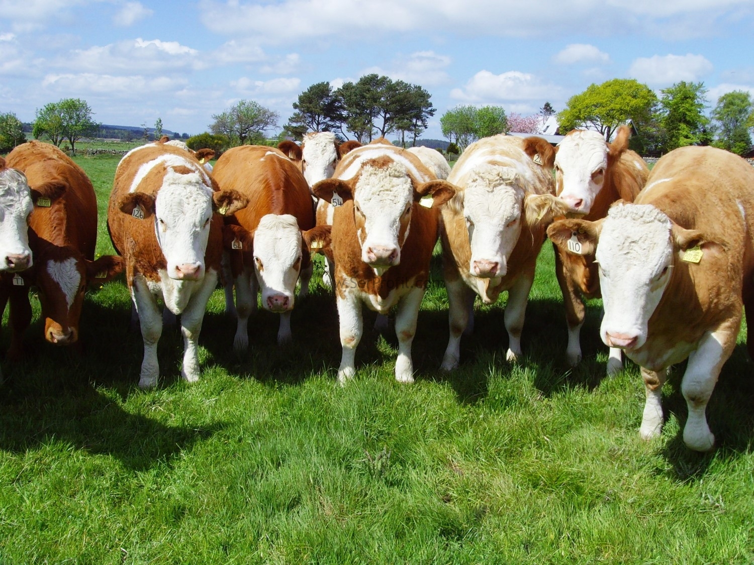200 Büyükbaş Besi Çiftliği Projeleri ve Anahtar Teslim İnşaat Maliyetleri Fiyatı